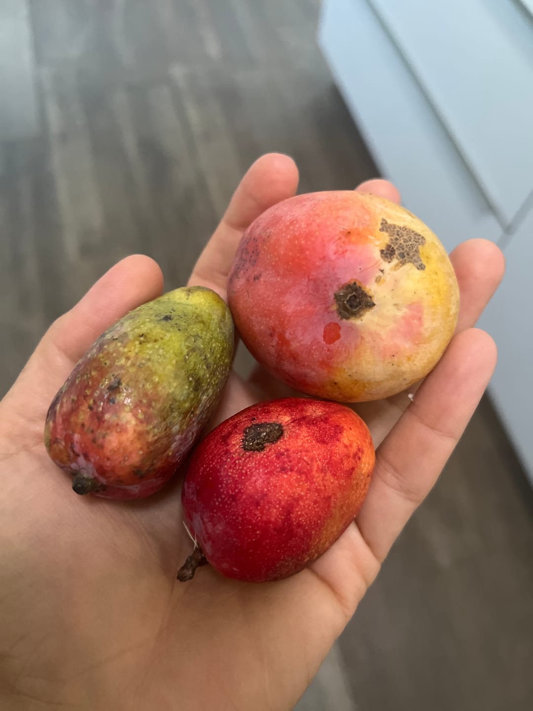 Customer photo review of Mini-Mango von Juan 3kg Retterbox %