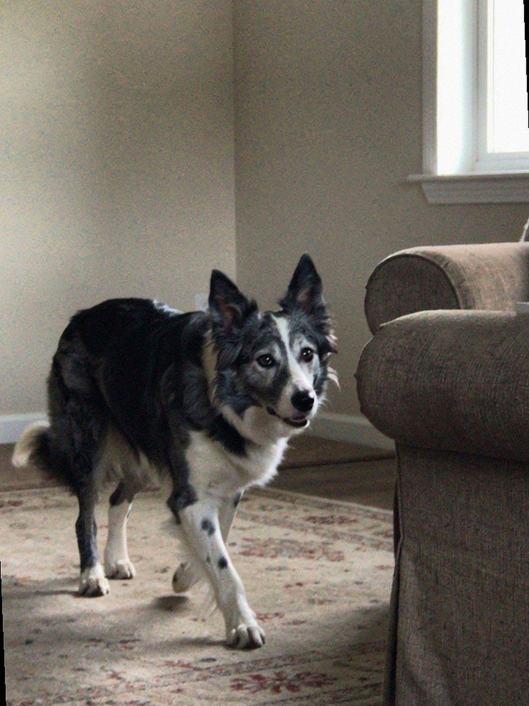 Customer photo review of Liquid Collagen for Dogs by Pupdrops
