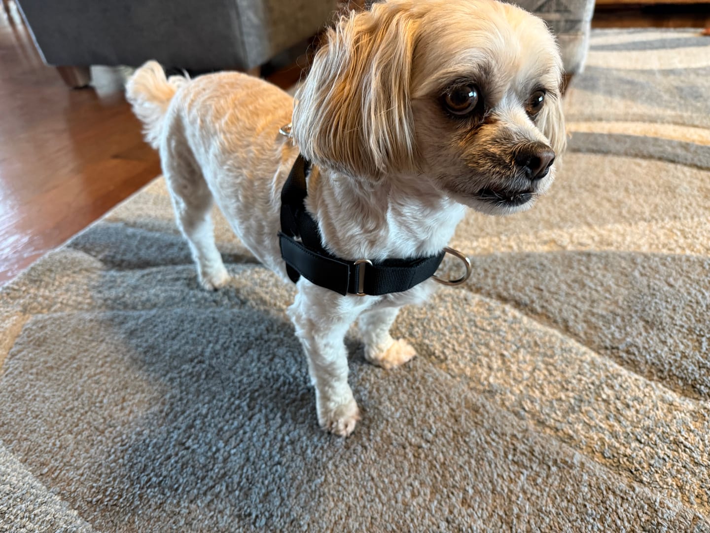 Customer photo review of No-Pull Harness [Free Today]