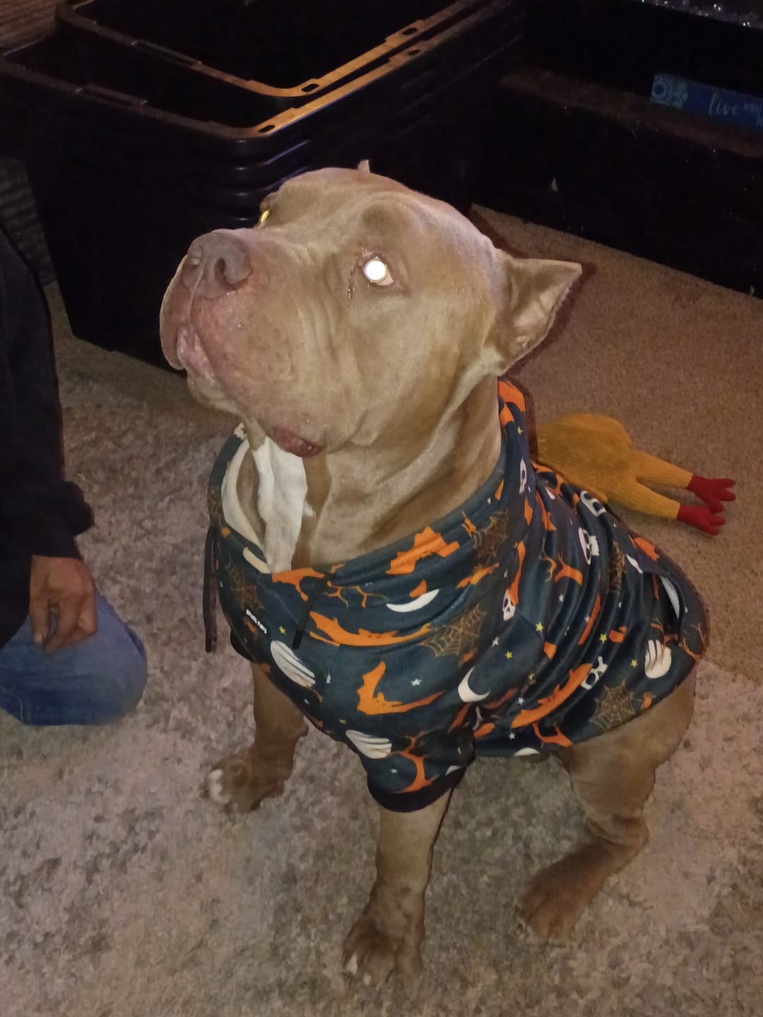 Customer photo review of Halloween Dog Hoodie - Black