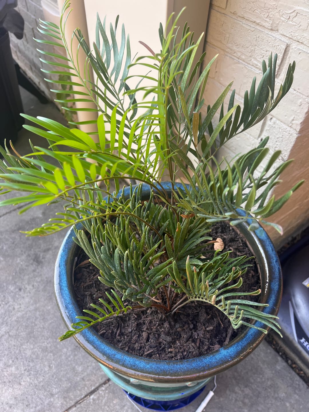 Customer photo review of Coontie Palm, Zamia pumila For Florida Landscape
