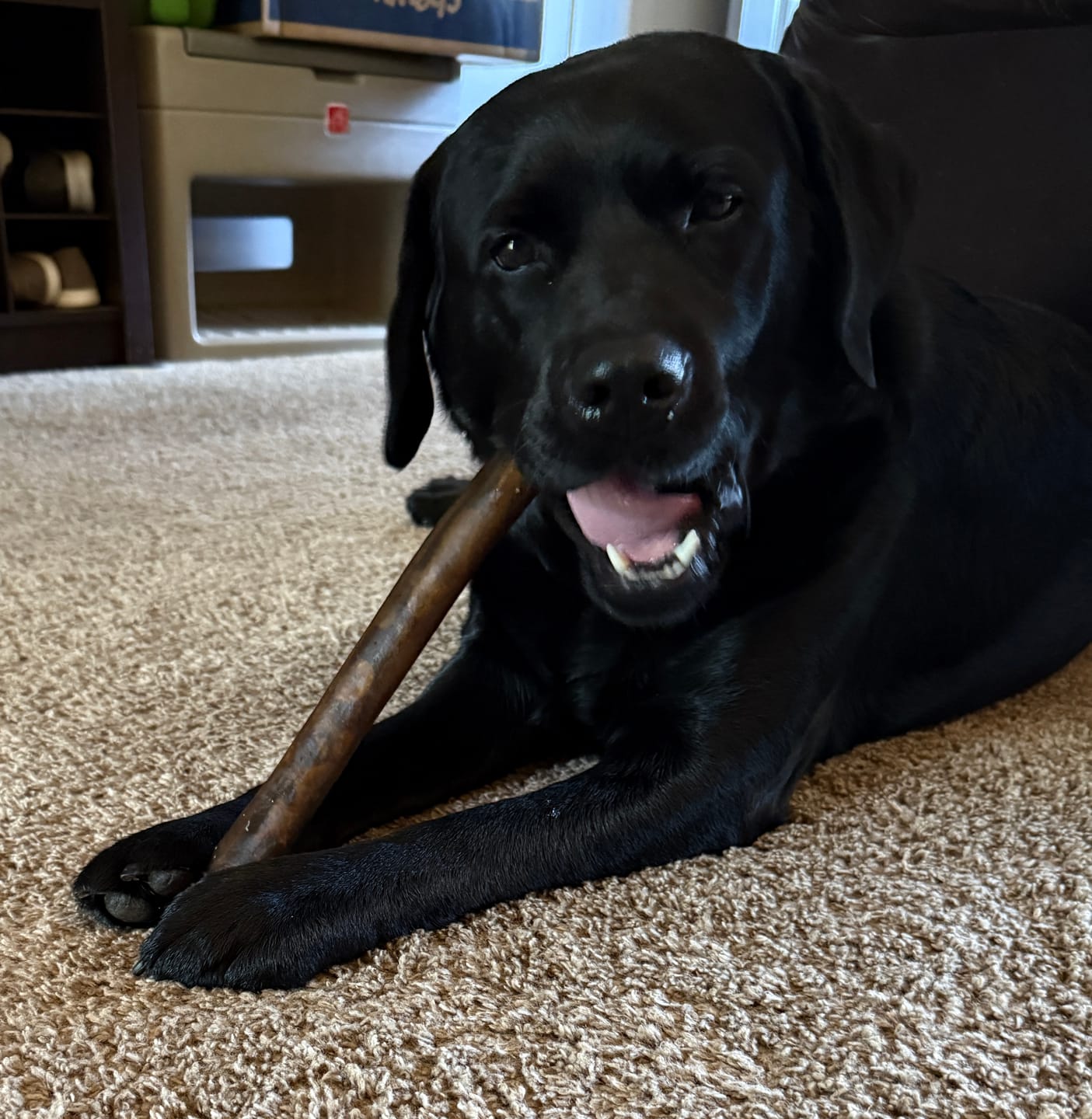 Customer photo review of Super Bull Sticks