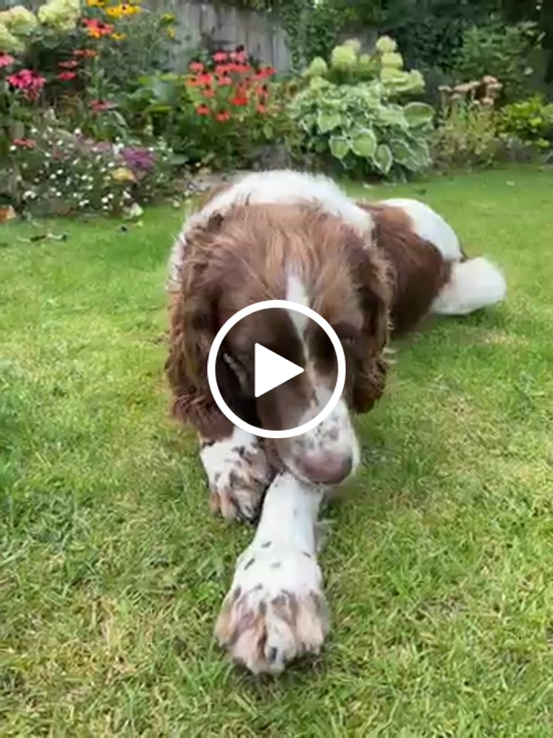Customer video review of Beef Pizzle (10pk)