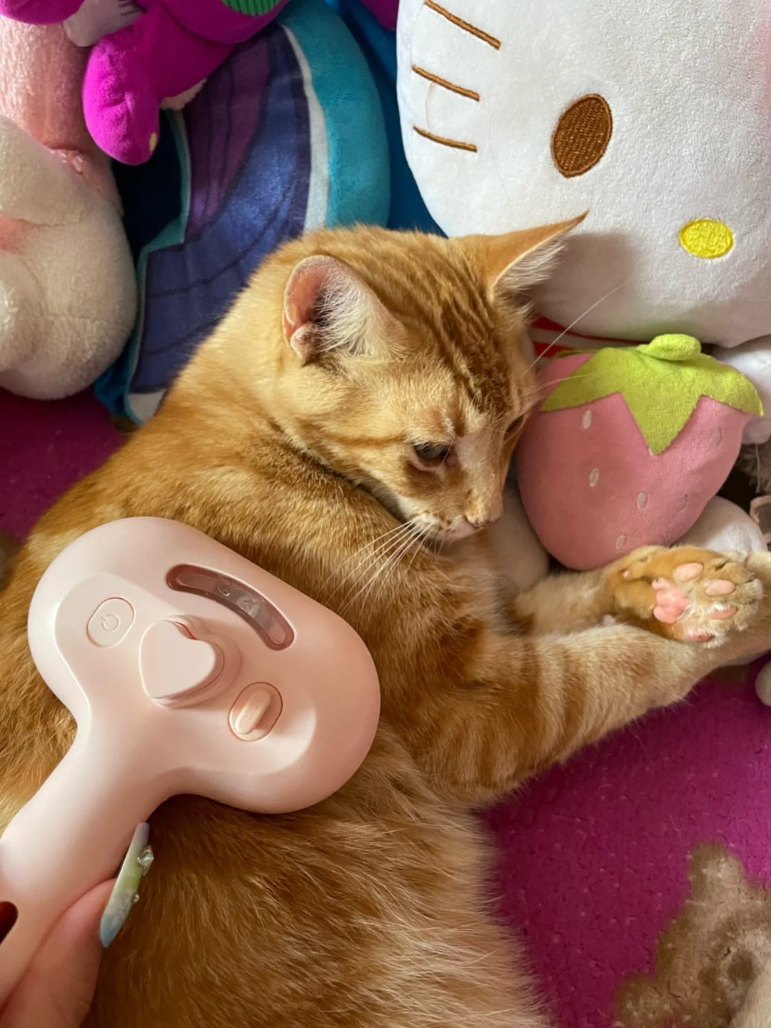 Customer photo review of Premium pet brush with steam function