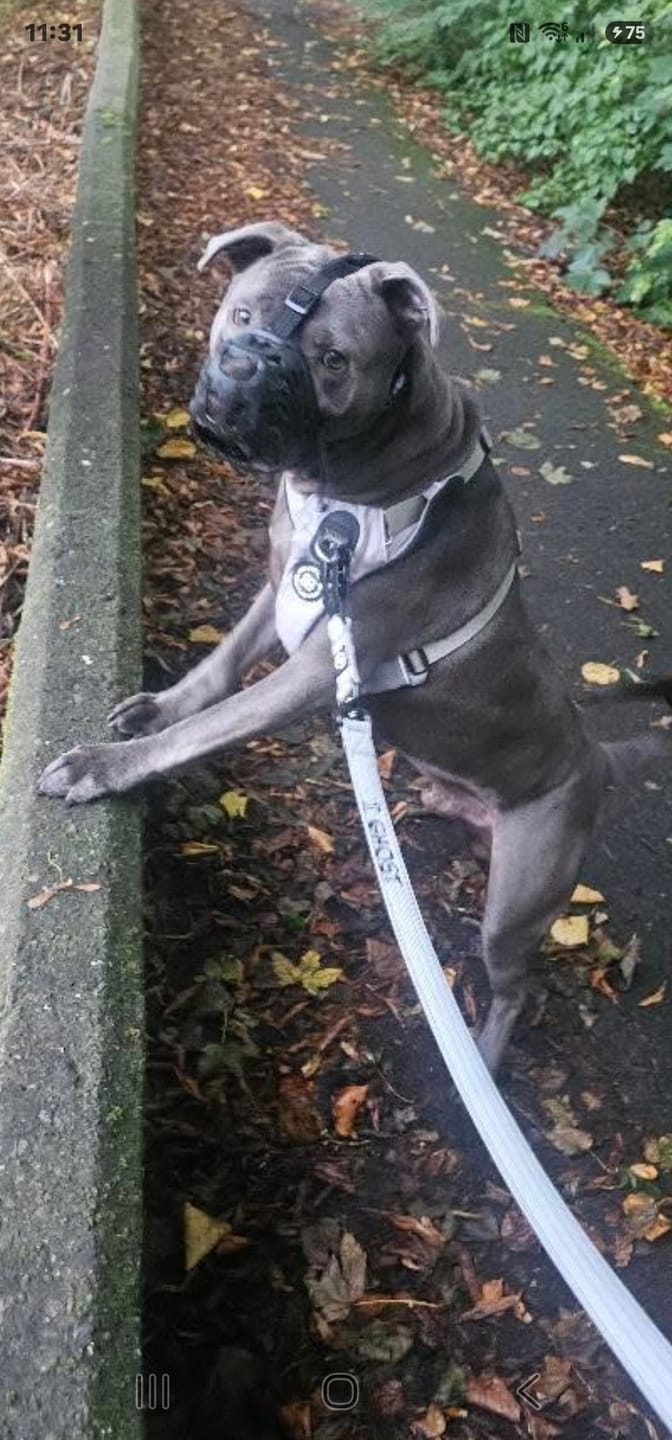 Customer photo review of 1.4m Swivel Combat Lead | Anti-Tangle & Secure Clip - Metal Grey
