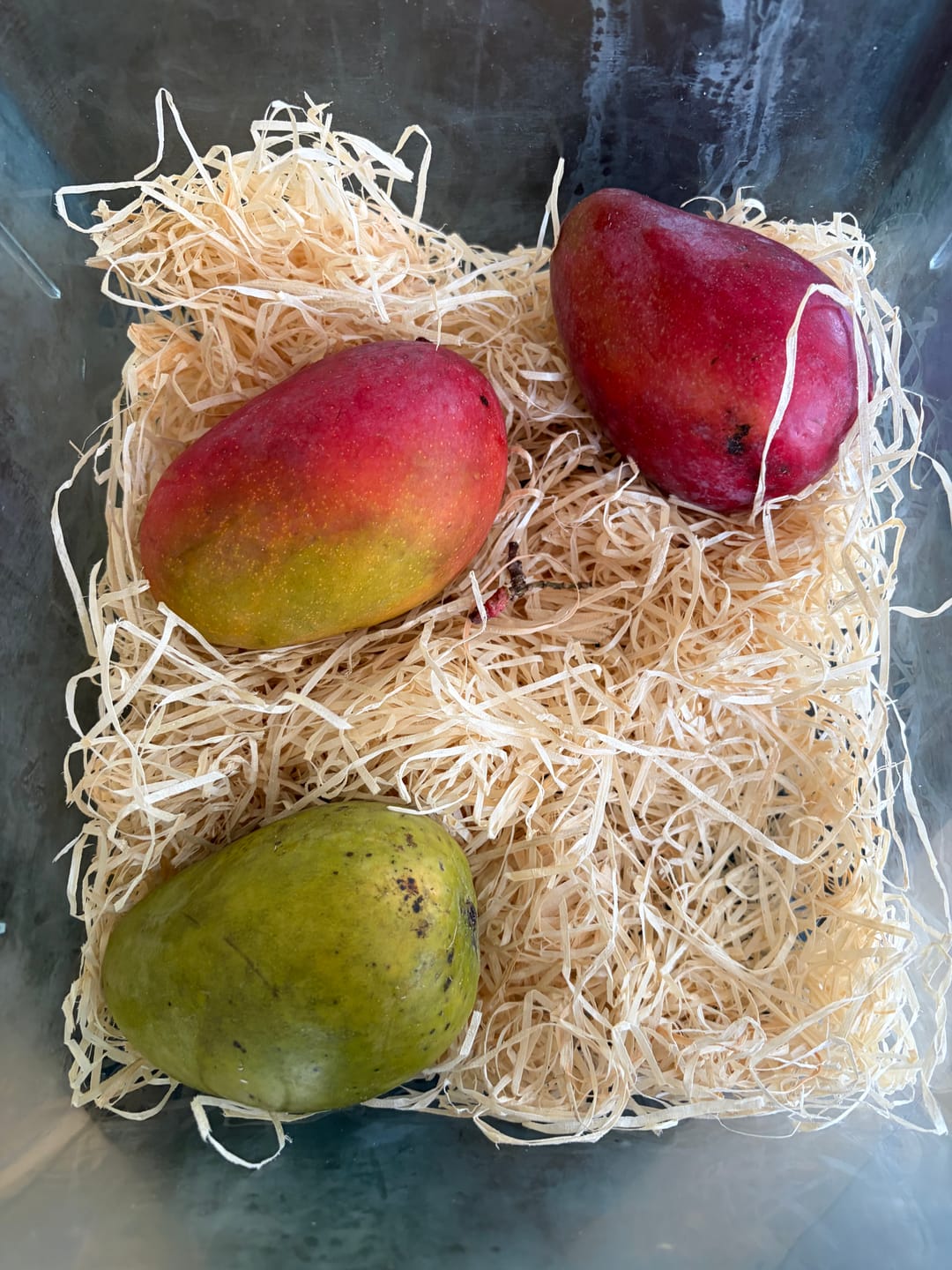 Customer photo review of Baby-Mango Mix "Wild Wonders" von Julian
