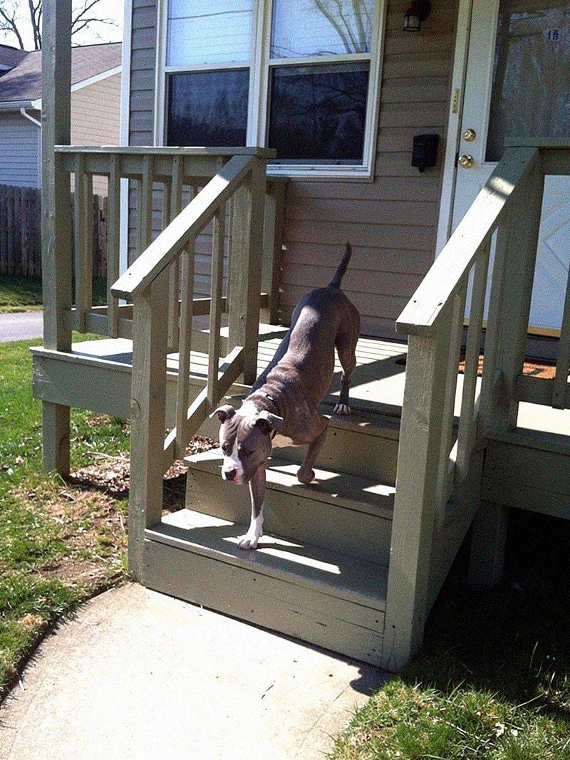 Customer photo review of Liquid Collagen for Dogs by Pupdrops