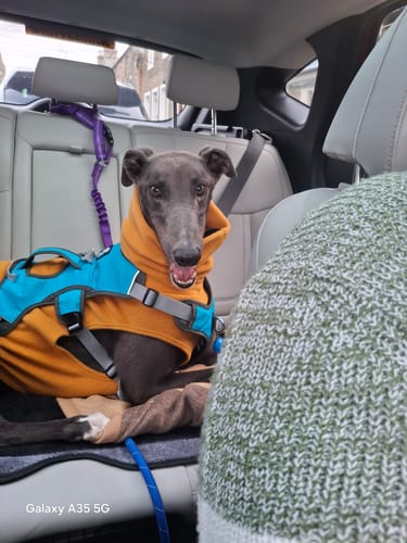Customer photo review of Sighthound Sleeveless Fleece Sweater / Pullover / Jumper / Pyjamas