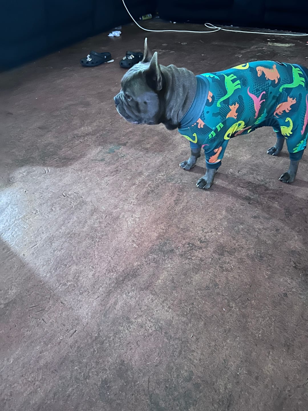 Customer photo review of Dog Pajama - Dragons