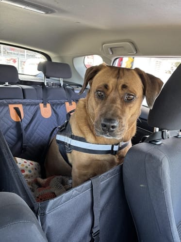 Customer photo review of Marlo&Co™ Single Seat Adventure Bundle