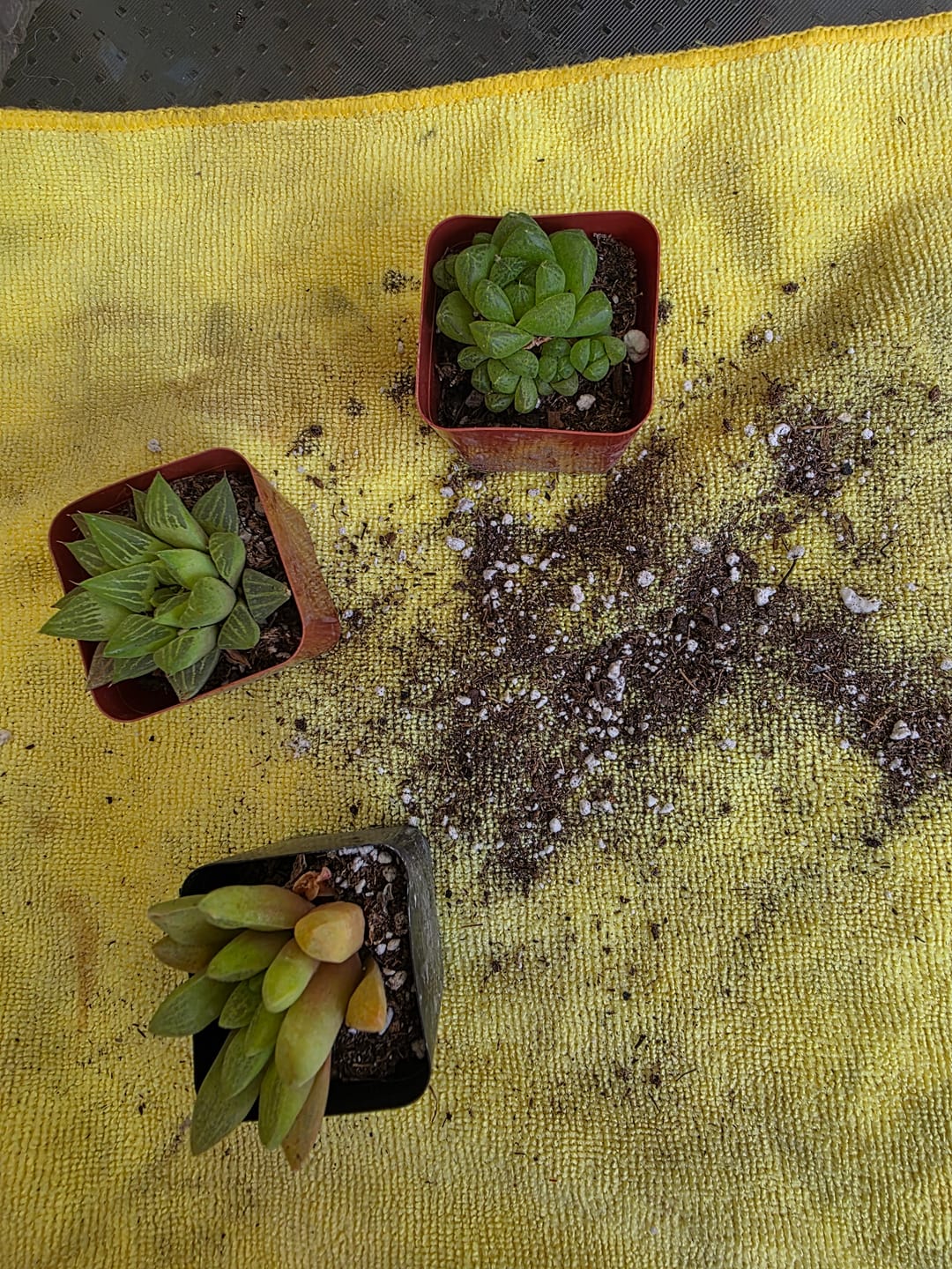Customer photo review of Star Cactus Haworthia