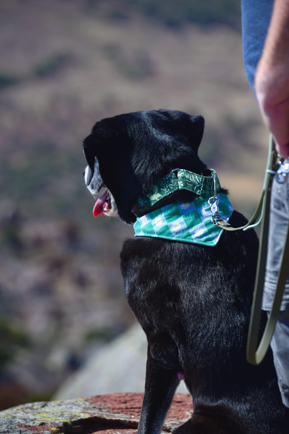 Customer photo review of Biothane Traffic Handle Dog Leash