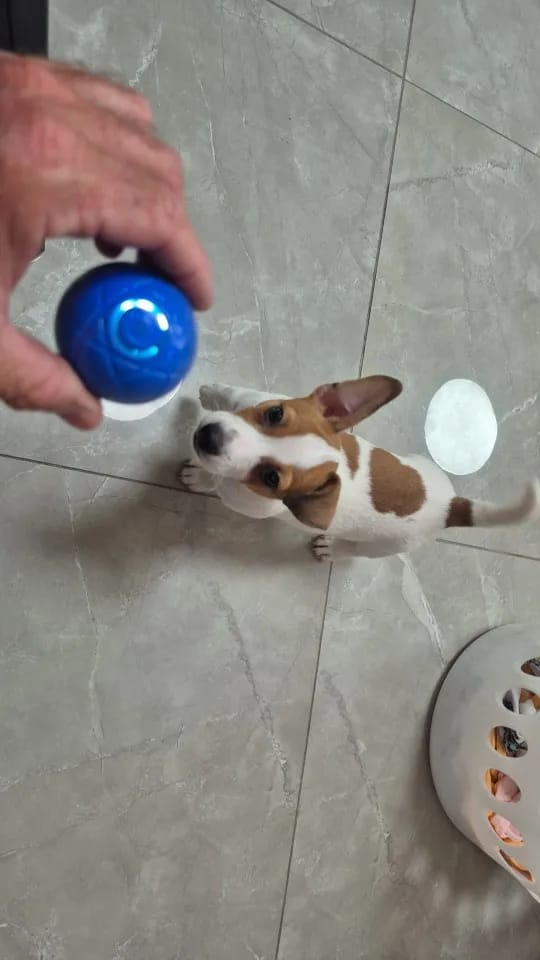 Customer photo review of Pelota Interactiva para Perros y Gatos – Movimiento Automático + Carga USB-C