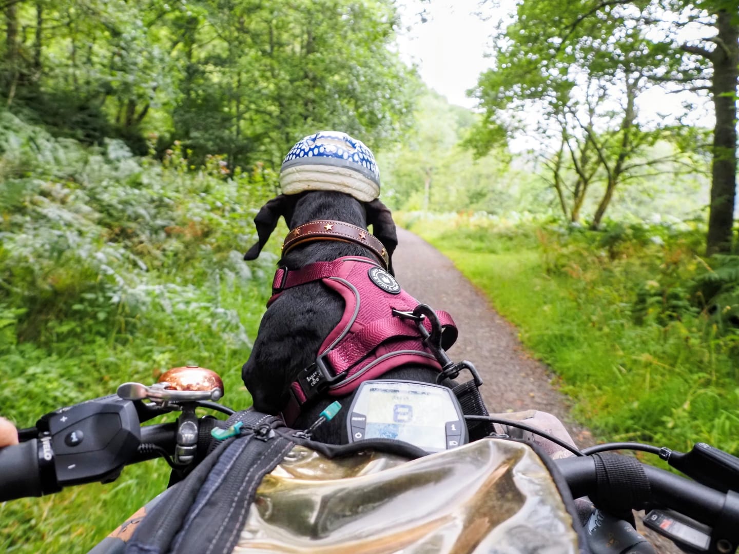 Customer photo review of Trail & Glow® Dog Harness - Mulberry Tweed