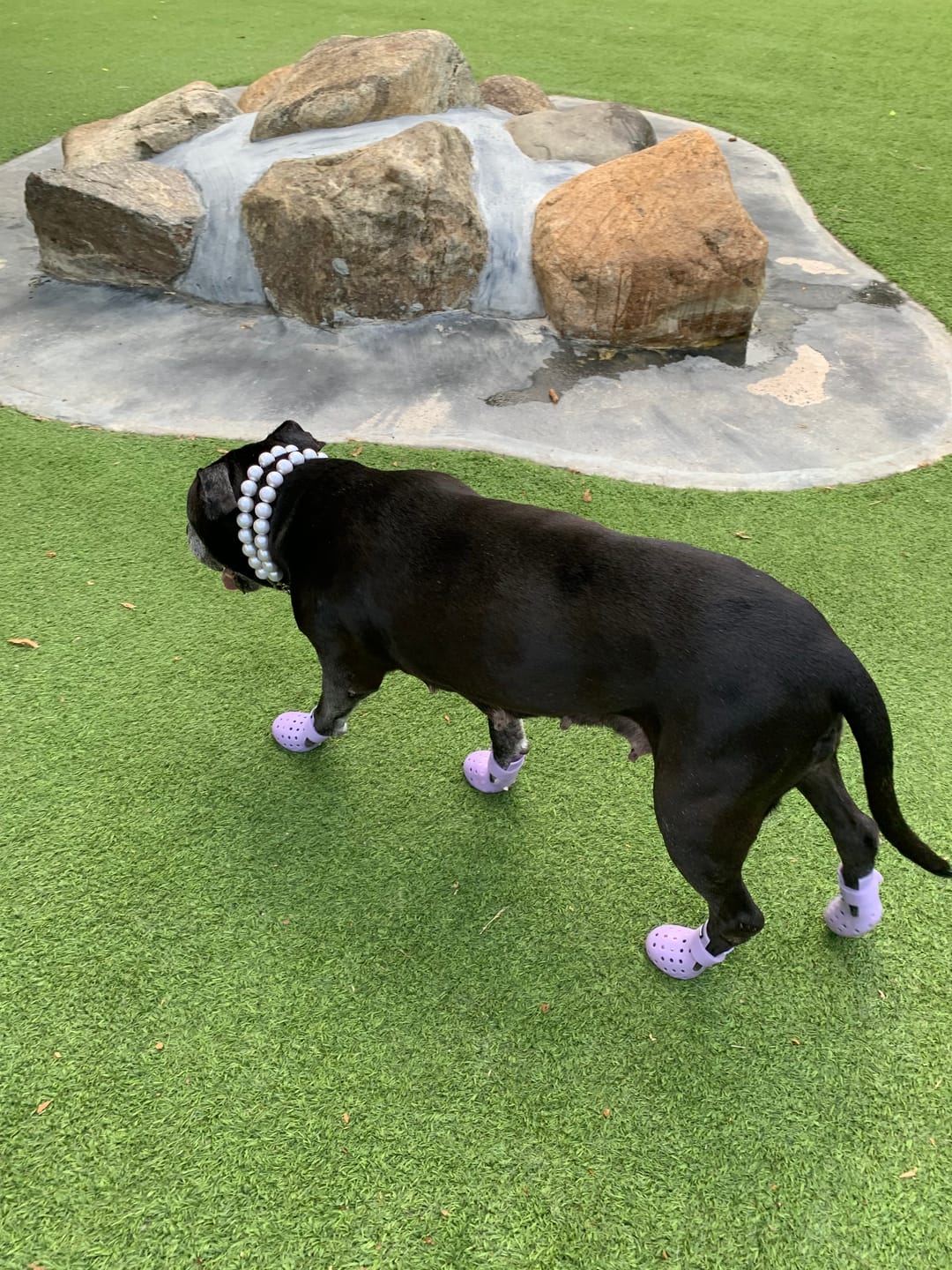 Customer photo review of WagWellies® Mojave