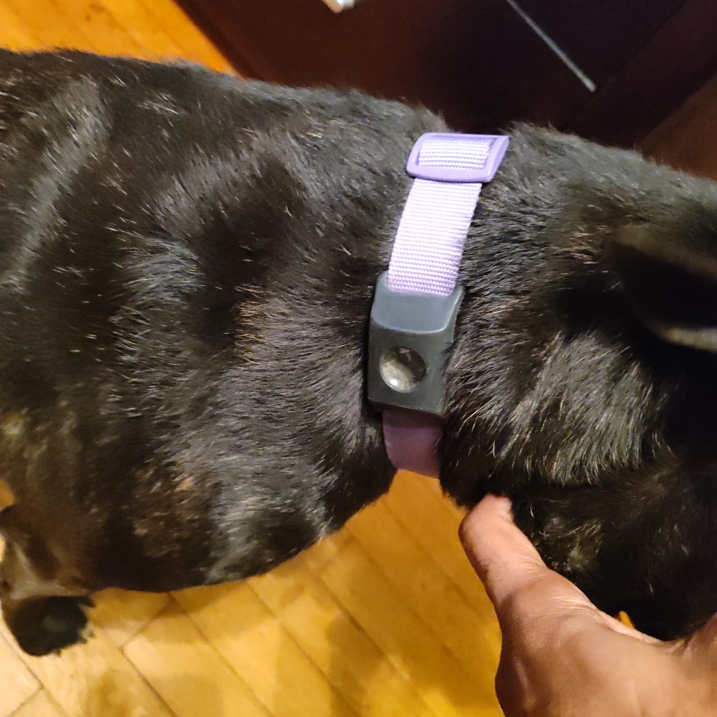 Customer photo review of FurLife™ 12 Months Flea and Tick Free