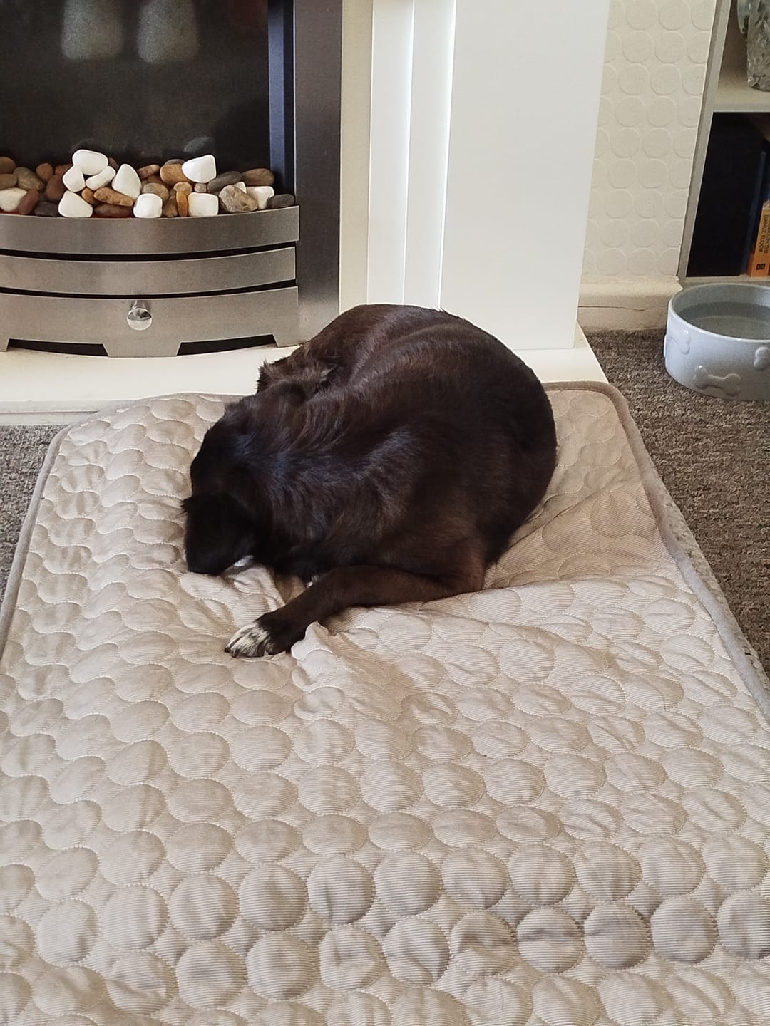 Customer photo review of The Ultimate Cooling Pet Mat