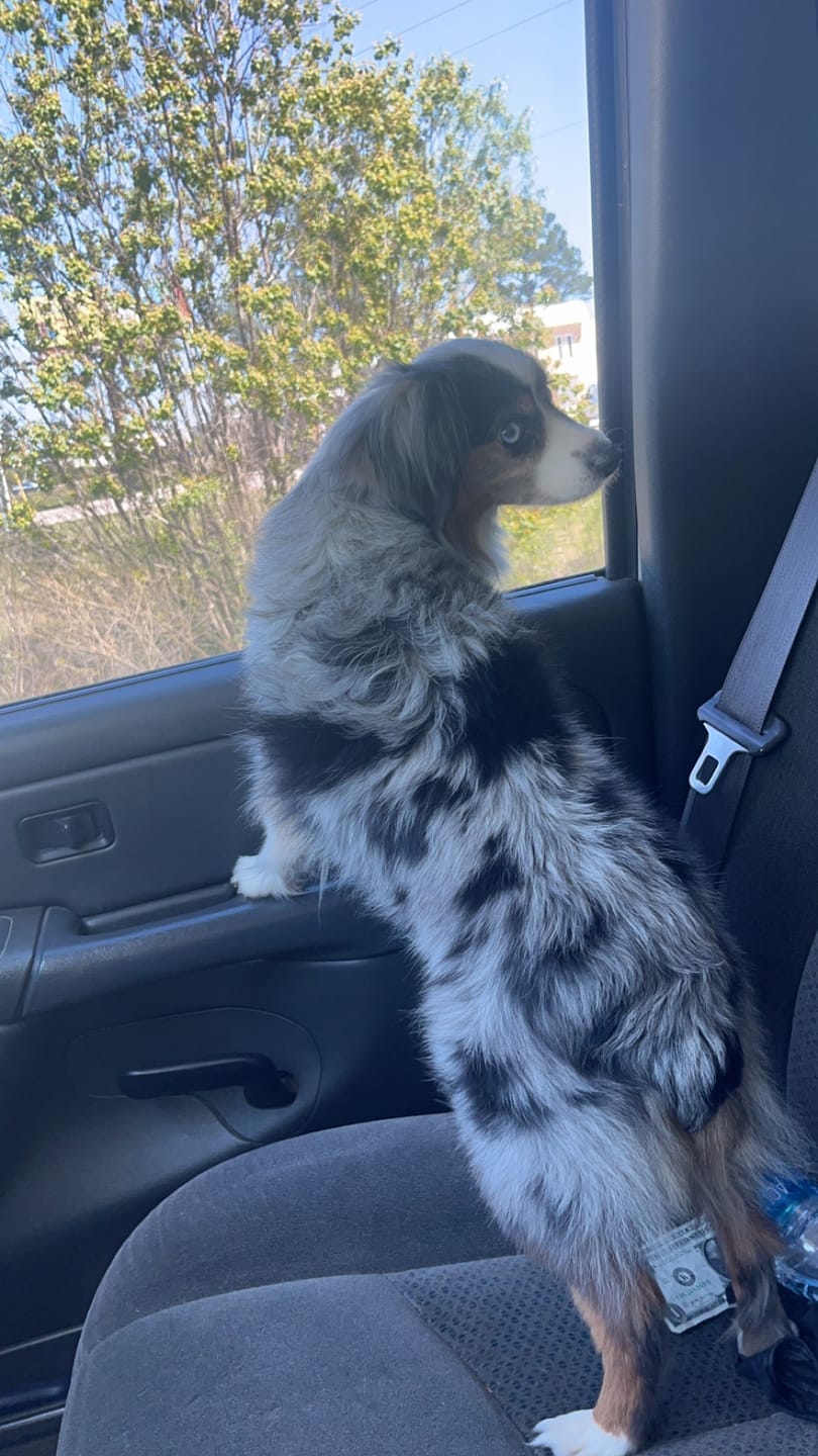 Customer photo review of Frontline Plus for Small Dogs 5 to 22 lbs – 6 Month Flea and Tick Treatment