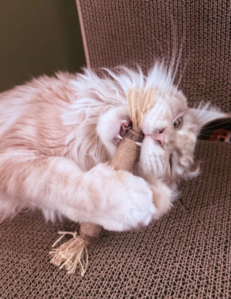 Customer photo review of KELVO™ Pack de Sticks Dentales para Gatos