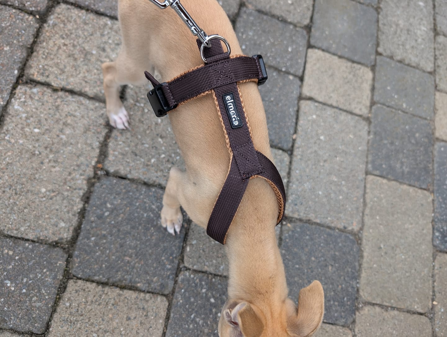 Customer photo review of Windhundgeschirr FUN Welpe/Windspiel "Toffee"