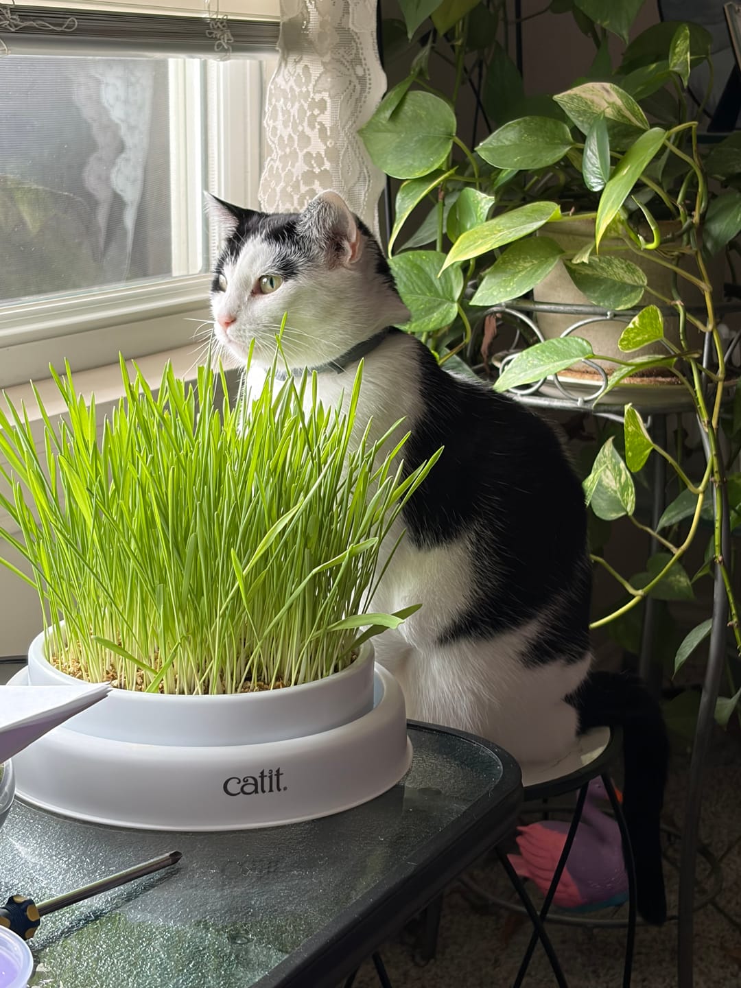 Customer photo review of Michu All-in-One Soil-Free Cat Grass Grow Kit - Made In USA