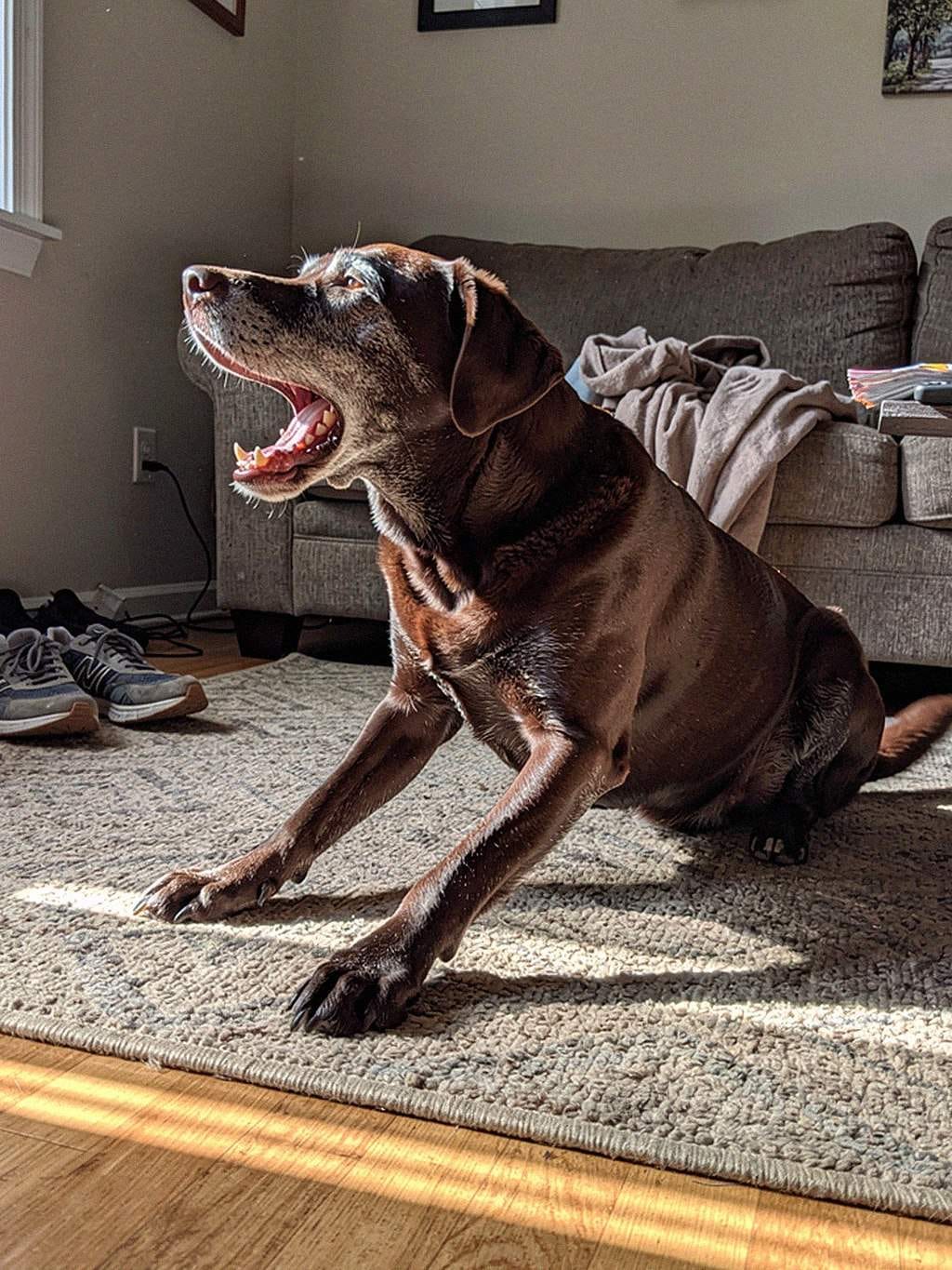 Customer photo review of Liquid Collagen for Dogs by Pupdrops