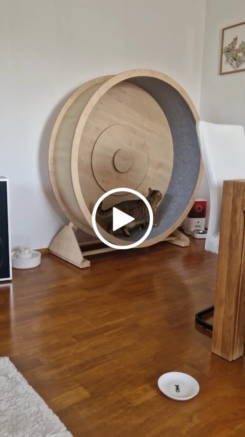 Customer video review of Elmato Katzenlaufrad Rocky Standmodell