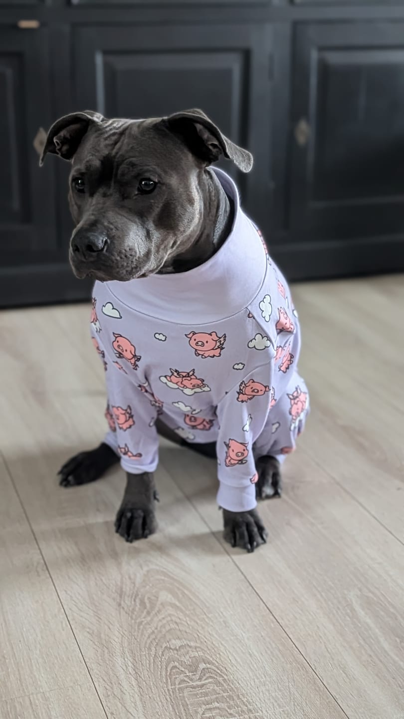 Customer photo review of Dog Pajama - When Pigs Fly