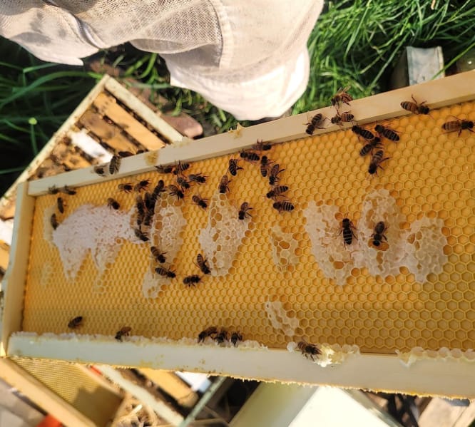 Customer photo review of VLoveBee 10-Frame 4-Layer Cedar Wood Bee Hive Kit – Complete Logo-Free Langstroth Beeswax Dipped Unassembled Hive Includes 2 Deep Boxes and 2 Medium Supers with 40 Plastic Foundation & Wooden Frames
