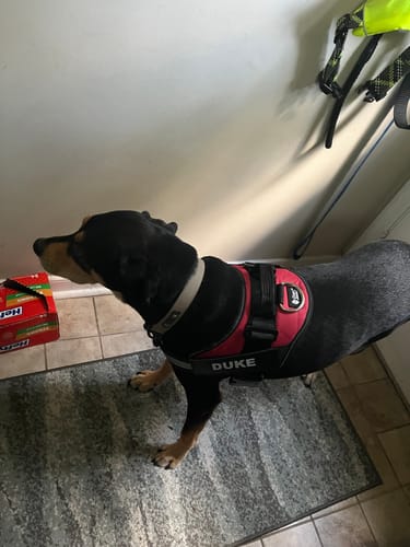 Customer's Dogshood Ergonomic Harness on a dog with a black and tan coat, showing the chest-piece fit.