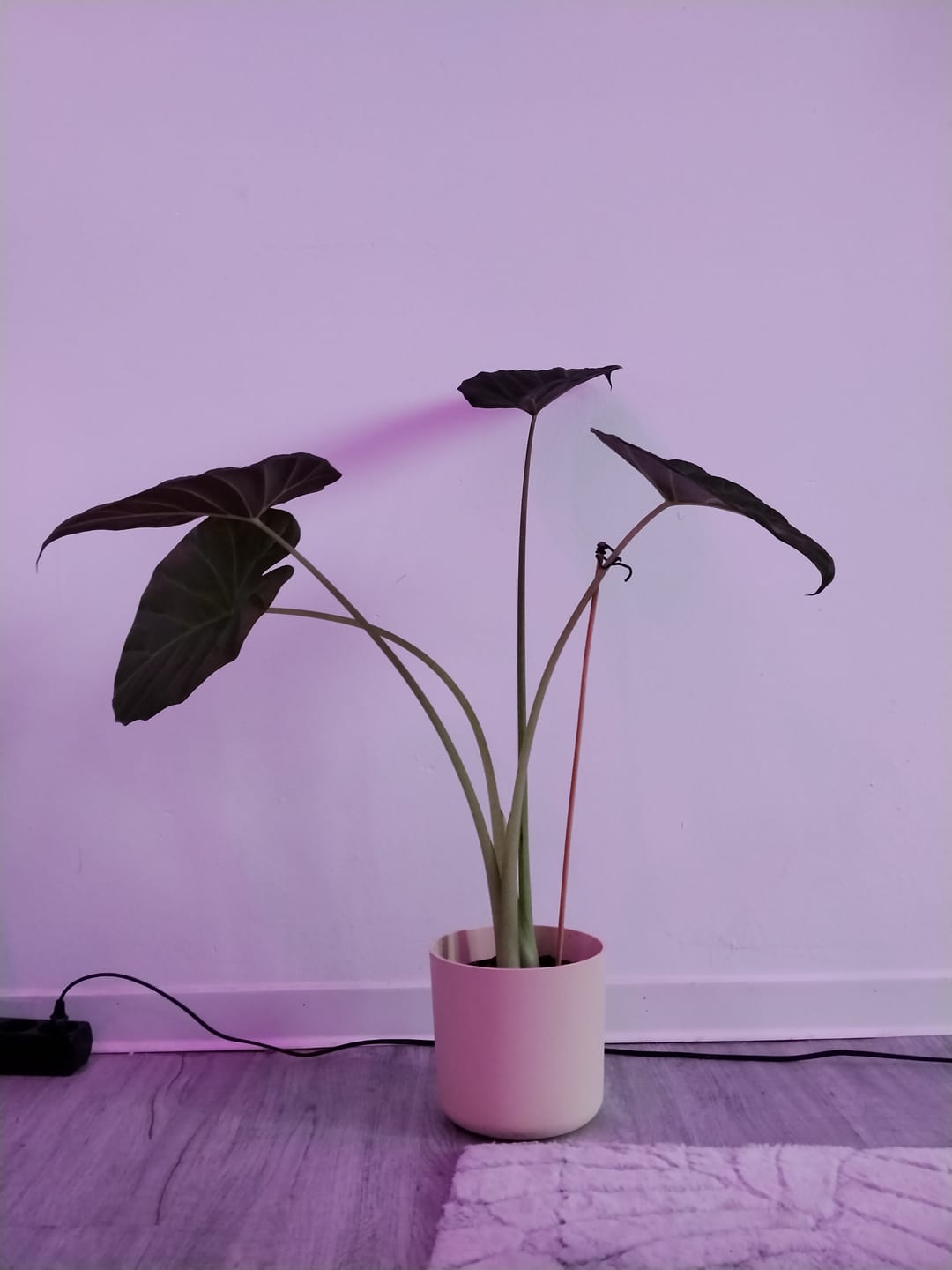 Customer photo review of ALOCASIA REGAL SHIELD