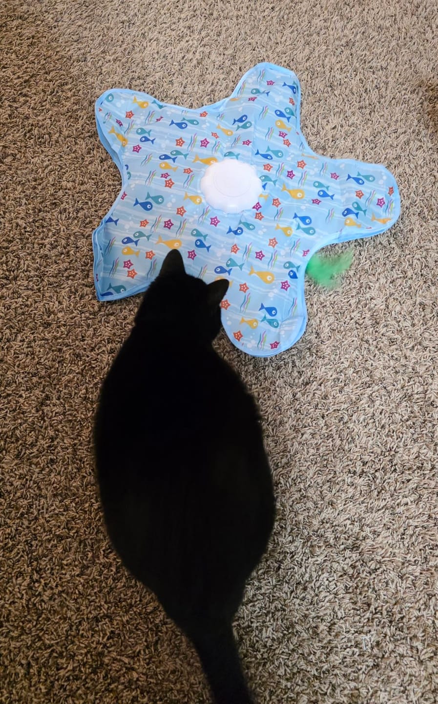Customer photo review of Automatic Dog Toy for Stress Relief and Playtime Fun