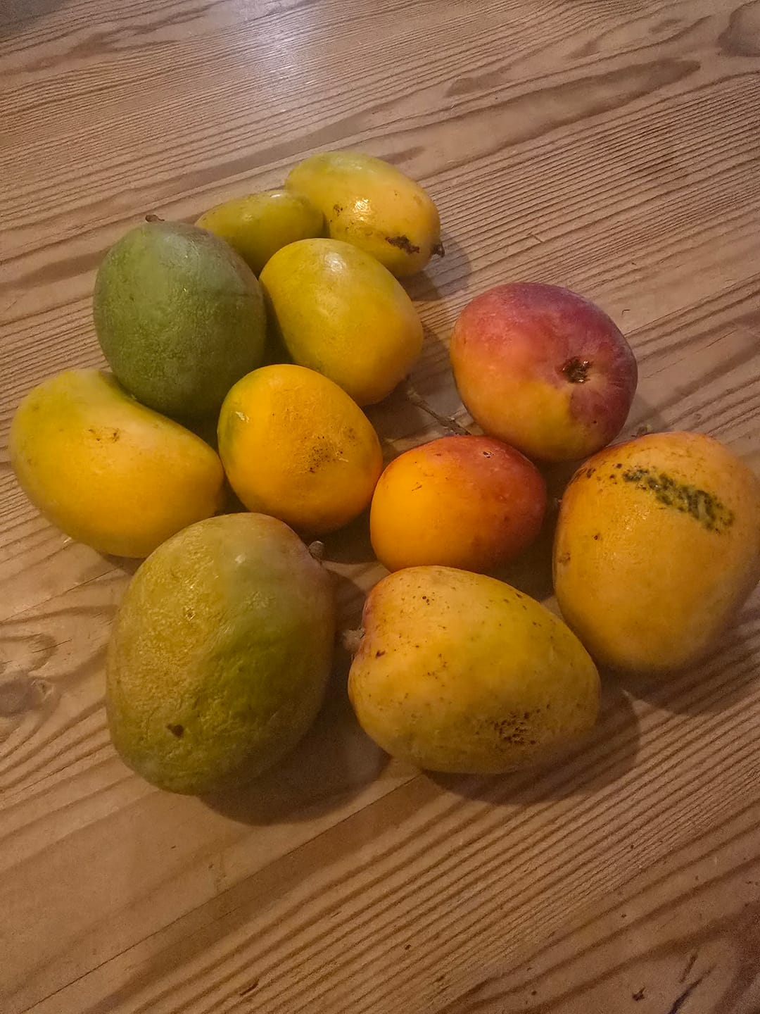 Customer photo review of Baby-Mango Mix "Wild Wonders" von Julian