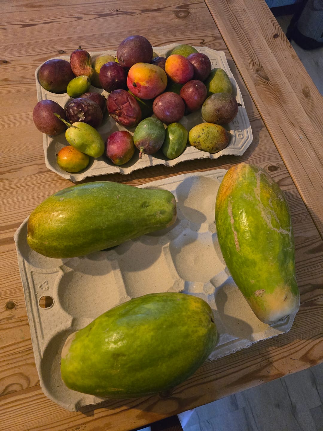 Customer photo review of Papaya von Julian 3kg Box