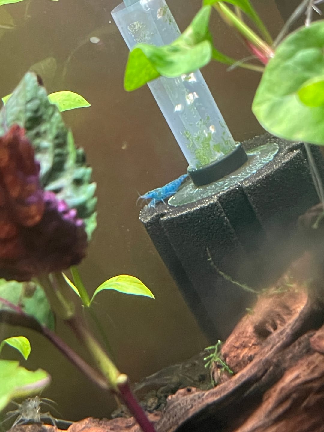 Customer photo review of Blue Velvet Shrimp