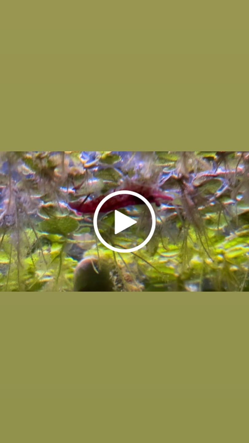 Customer video review of Skittles Shrimp