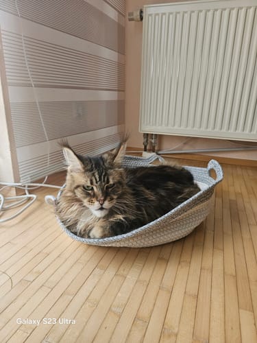 Customer's Fellnest Katzenkorb in gray, holding a cat while resting on a wooden floor.