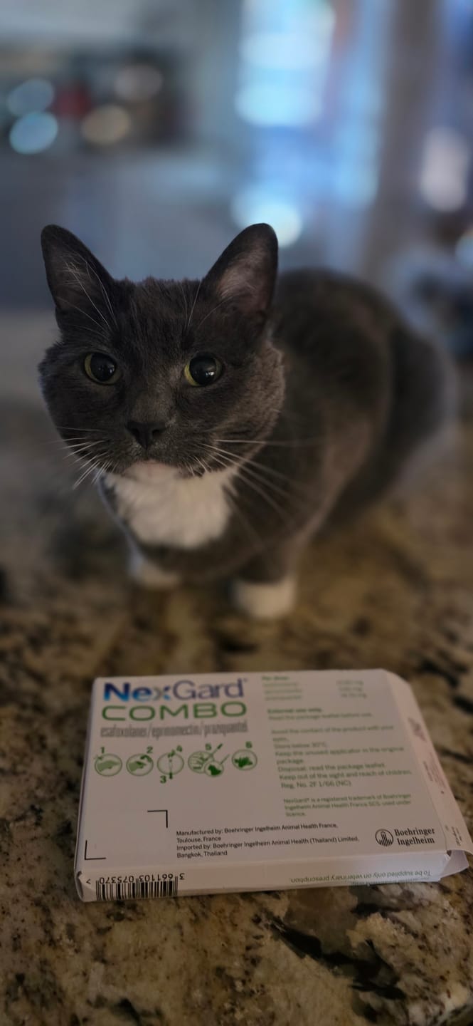Customer photo review of Nexgard Combo for Cats - All-in-One Flea, Tick & Worm Protection
