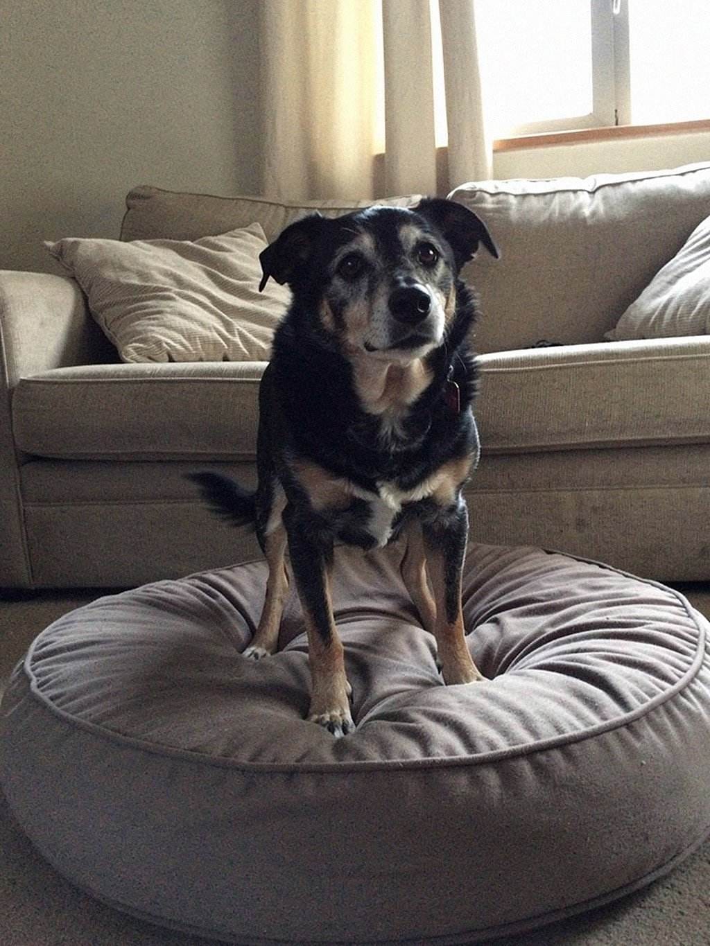 Customer photo review of Liquid Collagen for Dogs by Pupdrops