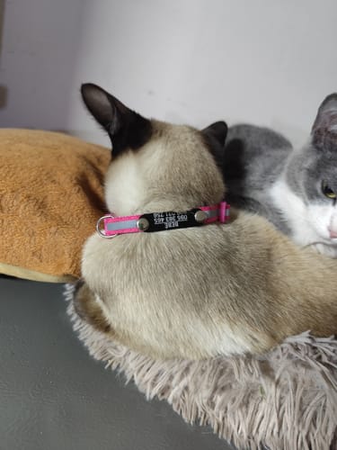 Customer photo review of Pack x3 Collares Remachados para Gato