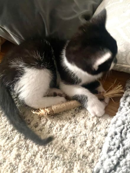 Customer photo review of KELVO™ Pack de Sticks Dentales para Gatos