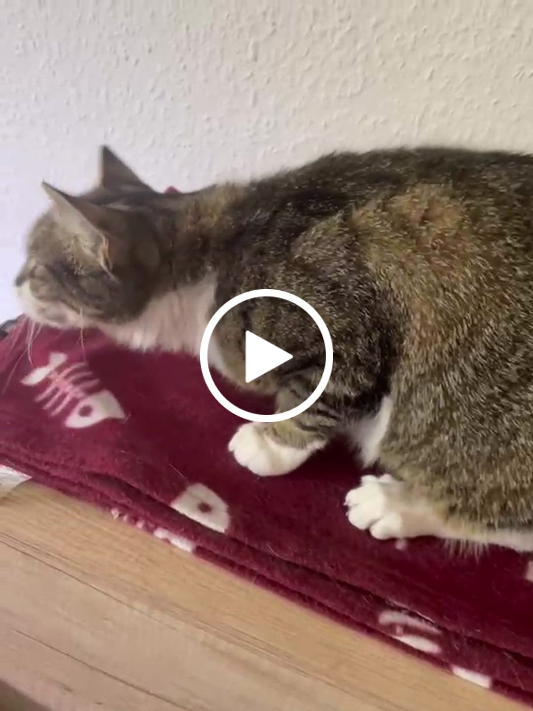 Customer video review of Allergietest - Gräser, Milben & Co. Katze