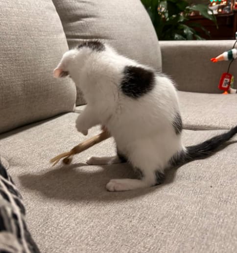 Customer photo review of KELVO™ Pack de Sticks Dentales para Gatos