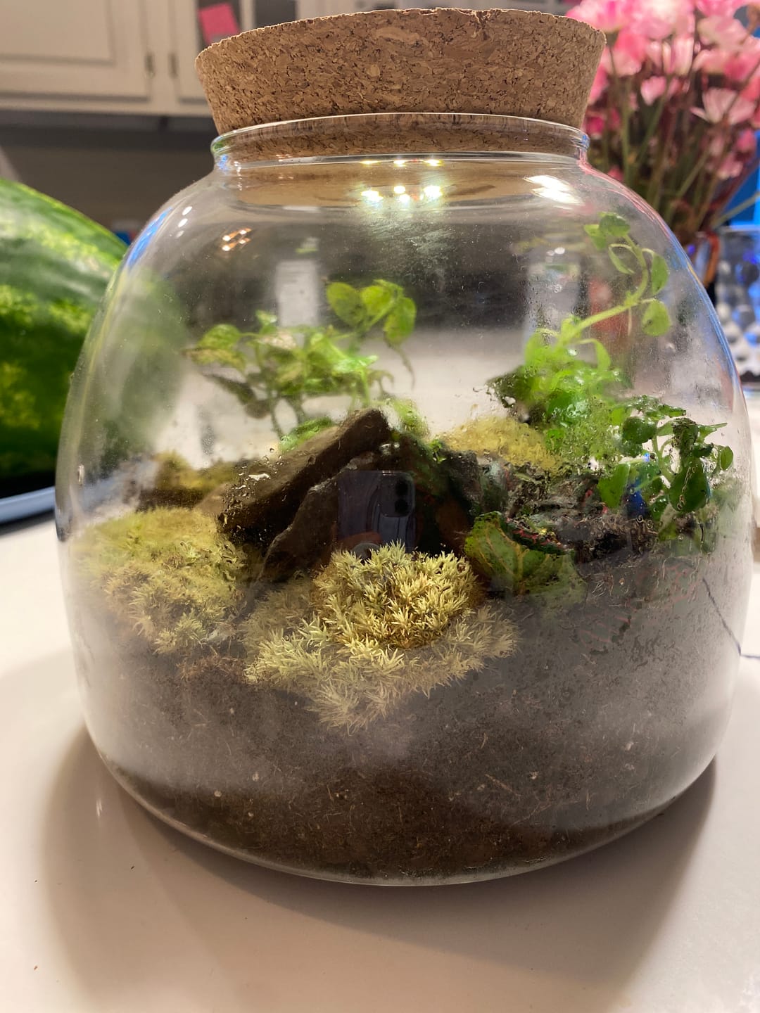 Customer photo review of Light Up Terrarium Kit