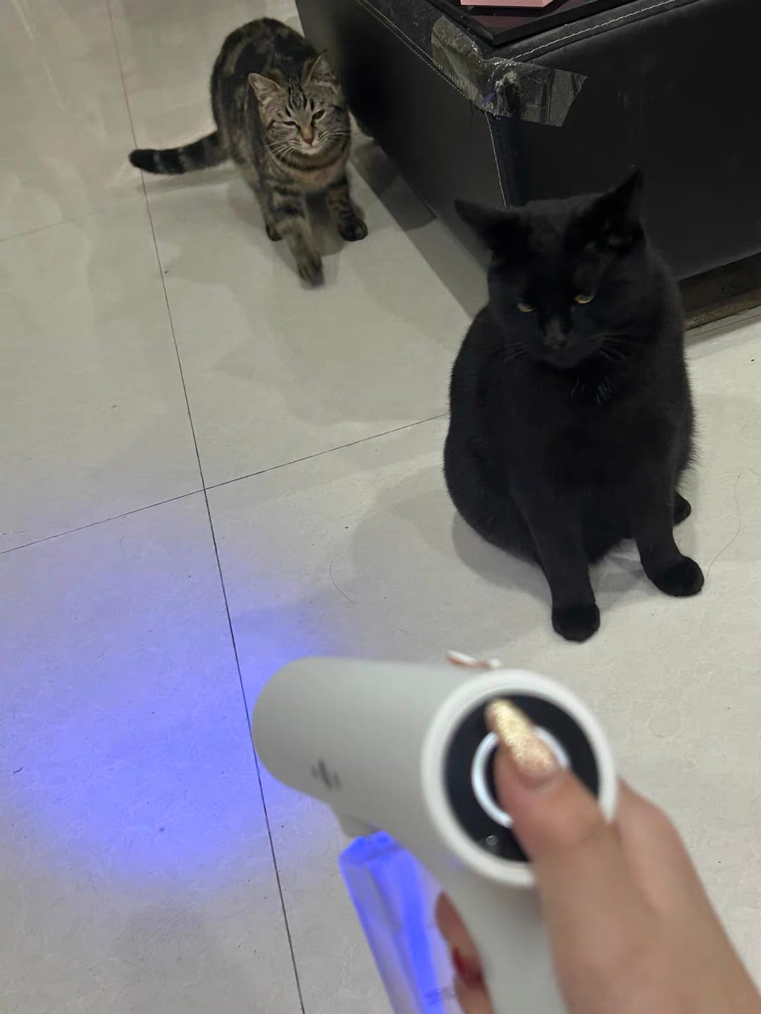 Customer photo review of Probiotic-Powered Odor Eliminator Spray - Neutralizes Cat Litter & Pet Urine Smells for Cats & Dogs