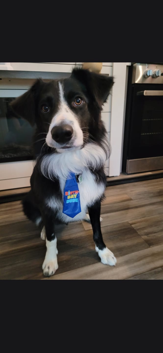 Customer photo review of Himalayan Yak Chew (MEGA)
