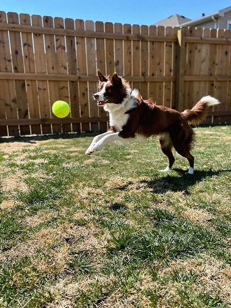 Customer photo review of Liquid Collagen for Dogs by Pupdrops