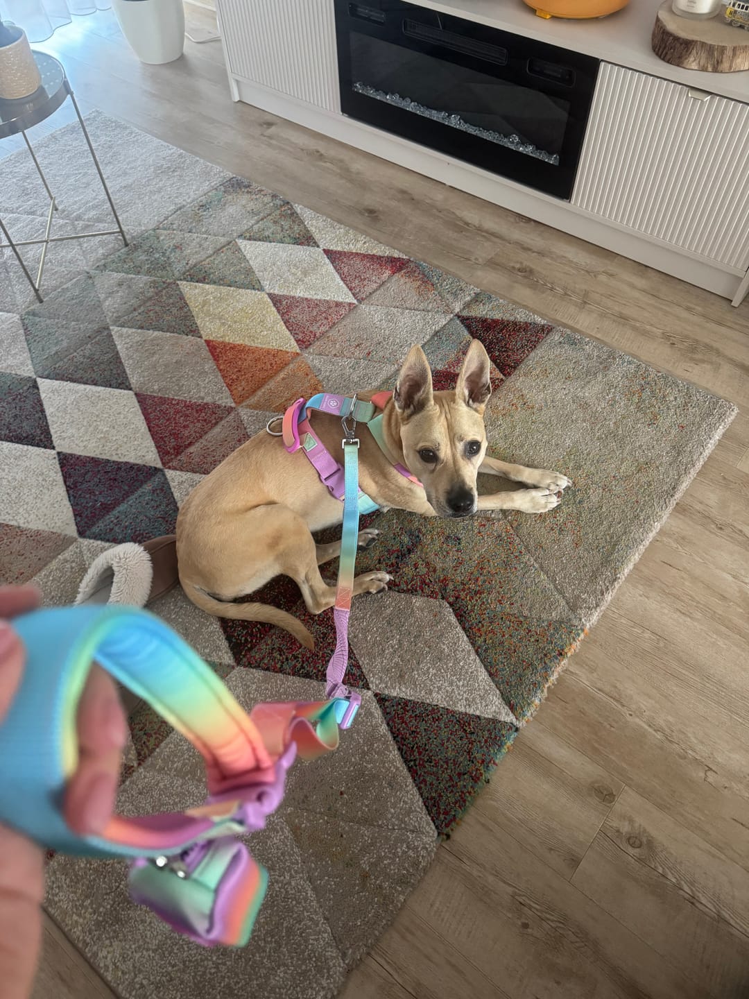 Customer photo review of Comfort Control No-Pull Dog Harness and Multipurpose Leash Sets