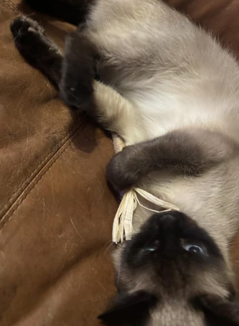 Customer photo review of KELVO™ Pack de Sticks Dentales para Gatos