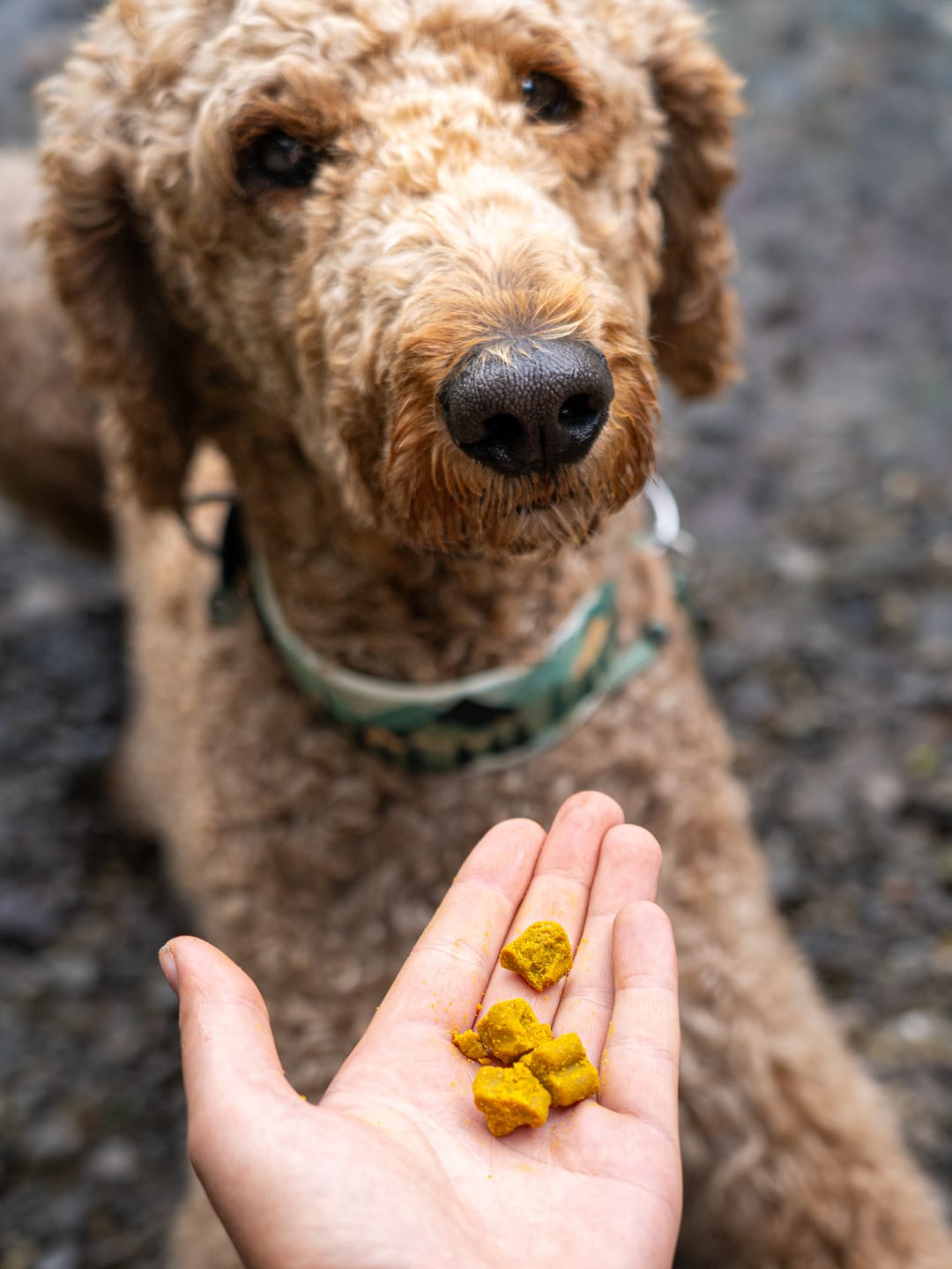 Customer photo review of Gelenk-Komplex für Hunde